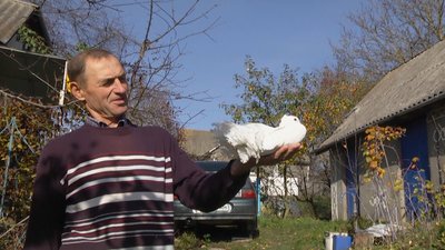 Як чоловік з Хмельниччини вдома розводить голубів