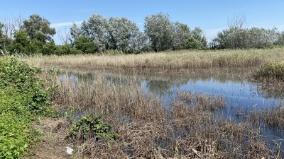 Сморід у Чутовому. Ставок куди зливають відходи Сморід у Чутовому. Ставок куди зливають відходи