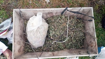 У жителя Рівненщини виявили конопель на понад пів мільйона гривень – поліція У жителя Рівненщини виявили конопель на понад пів мільйона гривень – поліція