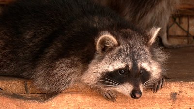 У Рівненському зоопарку прихищають евакуйованих із зони бойових дій тварин У Рівненському зоопарку прихищають евакуйованих із зони бойових дій тварин