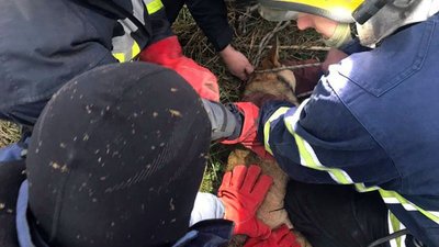 У селі Степове рятувальники допомогли чотирилапому вибратися із колодязя