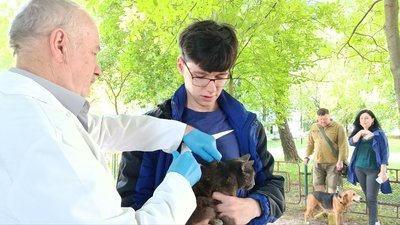 У Луцьку почали безплатно вакцинувати домашніх тварин від сказу: скільки котів і собак вже щепили У Луцьку почали безплатно вакцинувати домашніх тварин від сказу: скільки котів і собак вже щепили