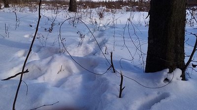 Загинули дві лисиці, заєць і домашній пес: в лісах на Волині знайшли браконьєрські петлі
