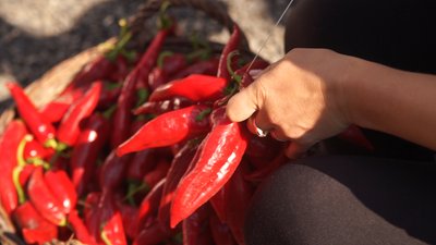 40 років виготовляє паприку на Ужгородщині Єва Балог 40 років виготовляє паприку на Ужгородщині Єва Балог