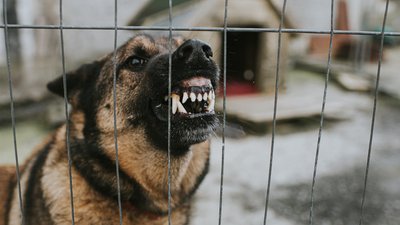 Скажений собака