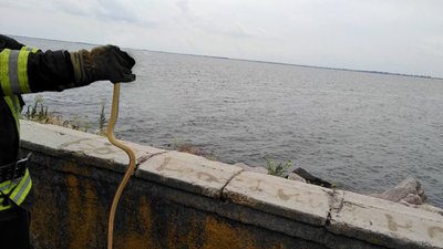 У Нікополі змія заповзла до школи У Нікополі змія заповзла до школи