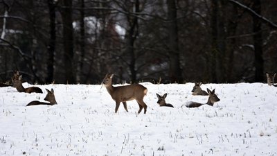 У заповіднику на Черкащині собаки загризли 15 косуль