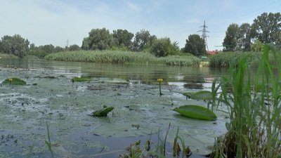 У Кременчуці рівень кишкової палички у водоймах перевищує норму