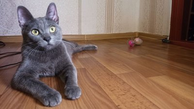 "Це частинка нашої родини. Родина кропивничан прихистила евакуйовану з Краматорська кішку
