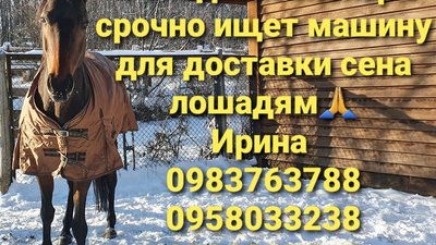 В екопарку у Харкові під обстрілами загинули кенгуру, частина тварин живе в будинку Фельдмана В екопарку у Харкові під обстрілами загинули кенгуру, частина тварин живе в будинку Фельдмана
