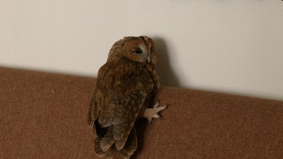 Історія одного порятунку: як прикарпатка вдома доглядала за совою Історія одного порятунку: як прикарпатка вдома доглядала за совою
