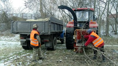 У Луцьку аварійні дерева ріжуть на дрова