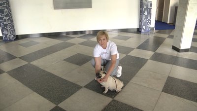 Житомиряни долучилися до всеукраїнської акції і взяли собаку на роботу Житомиряни долучилися до всеукраїнської акції і взяли собаку на роботу