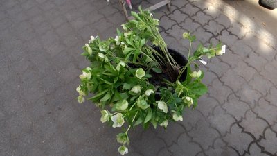 Штучні чи живі квіти на кладовище: що кажуть житомиряни та екологи Штучні чи живі квіти на кладовище: що кажуть житомиряни та екологи