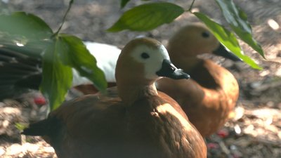 Містечко для евакуйованих тварин будують у Черкаському зоопарку Містечко для евакуйованих тварин будують у Черкаському зоопарку