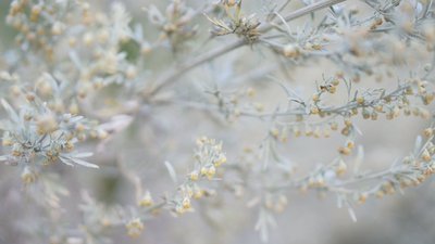 Цвіте до заморозків: рівненська лікарка-алергологиня розповіла про алергію на полин і як лікуватися