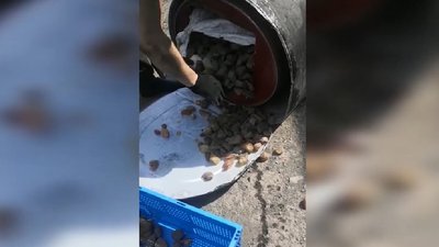 На пункті пропуску "Дякове" прикордонники вилучили 250-літрову ємність з бурштином