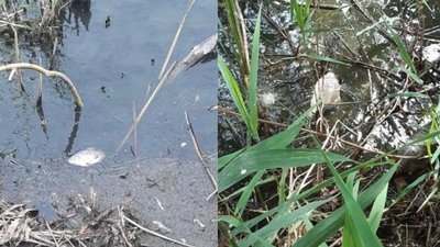 У Хмельницькому в річці Південний Буг гине риба.
