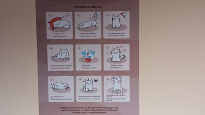 як поводитися з котом як поводитися з котом