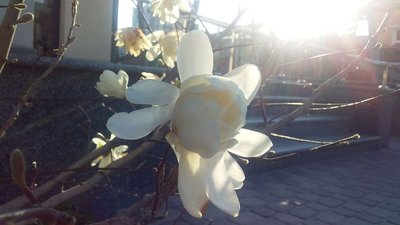 Весна перемагає