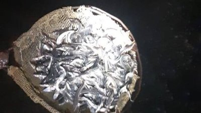 Понад 3 тонни молоді стерляді вселено у Дніпро на Херсонщині