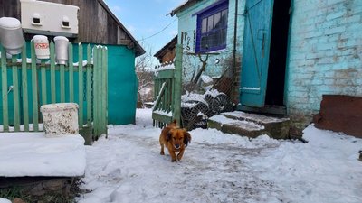 "Сусідів немає за кілометр". Як живуть мешканці малолюдного села на прикордонні Сумщини "Сусідів немає за кілометр". Як живуть мешканці малолюдного села на прикордонні Сумщини