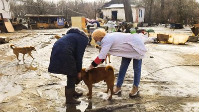 У кропивницькому притулку для тварин від сказу вакцинували сотню собак