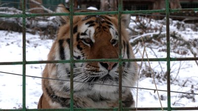 Як живуть тигри у Рівненському зоопарку Як живуть тигри у Рівненському зоопарку