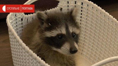 Волонтери привчають єнотів не боятися людей. СУСПІЛЬНЕ | ВІДЕОНОВИНИ