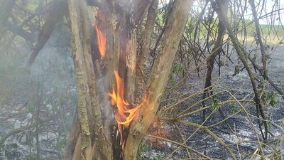 Під час пожежі біля Смиківців горіли дерева Під час пожежі біля Смиківців горіли дерева