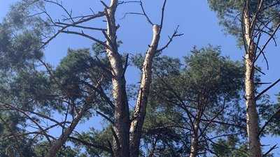 У Гідропарку Житомира планують зрізати 64 дерева