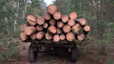 На Житомирщині прикордонники завадили крадіжці лісу-кругляку