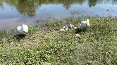 Лебеді пташенята водойма Костянтинівка Донецька область Лебеді пташенята водойма Костянтинівка Донецька область