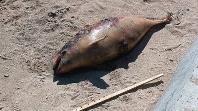 У Маріуполі на узбережжя моря масово викидаються дельфіни — Андрющенко