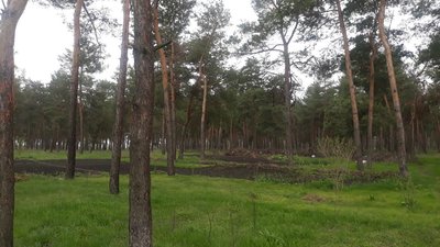 У Кропивницькому невідомі спиляли шість дерев У Кропивницькому невідомі спиляли шість дерев