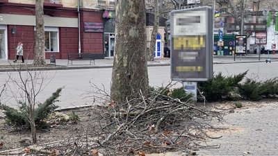 За прикладом інших міст України. У Миколаєві пропонують прийняти правила обрізання дерев
