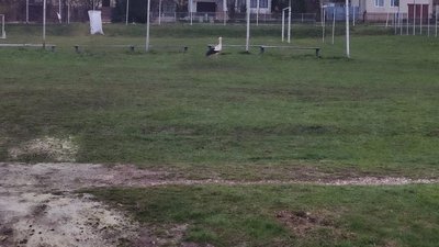 На Тернопільщині лелеки втретє звили гніздо на комині На Тернопільщині лелеки втретє звили гніздо на комині