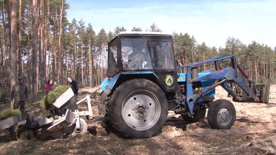 Саджають на нових площах і там, де нещодавно вирубали старі або хворі дерева Саджають на нових площах і там, де нещодавно вирубали старі або хворі дерева