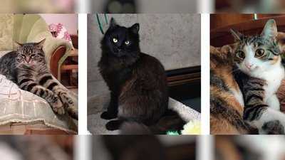 Рятувальники знайшли кота, який загубився під час обвалу будинку в центрі Одеси Рятувальники знайшли кота, який загубився під час обвалу будинку в центрі Одеси