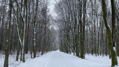 Ліс на Хмельниччині у січні