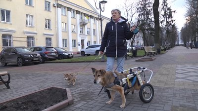 Собака на прізвисько "Лада" десять років пересувається за допомогою спеціального інвалідного візочка Собака на прізвисько "Лада" десять років пересувається за допомогою спеціального інвалідного візочка