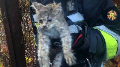 У Білій Церкві рятувальники визволяли із труби кошеня
