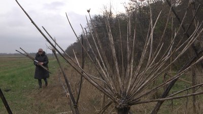 Лучанка перетворює отруйний борщівник у мелодійні дощовиці Лучанка перетворює отруйний борщівник у мелодійні дощовиці
