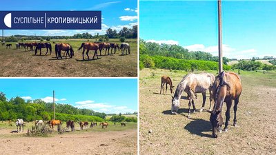 На околиці Камбурліївки мешкають більше сотні коней, серед яких 23 лошат