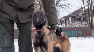 "В кожної свій характер": як у Харкові тренують собак, які служитимуть у Нацгвардії "В кожної свій характер": як у Харкові тренують собак, які служитимуть у Нацгвардії