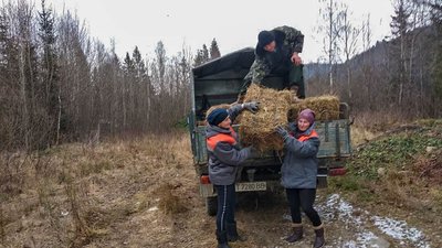 Прикарпатські лісівники підгодовують тварин Прикарпатські лісівники підгодовують тварин