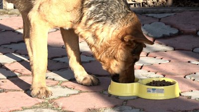 На Житомирщині ветаптека стала домом для вуличних тварин, яких там лікують та підгодовують На Житомирщині ветаптека стала домом для вуличних тварин, яких там лікують та підгодовують