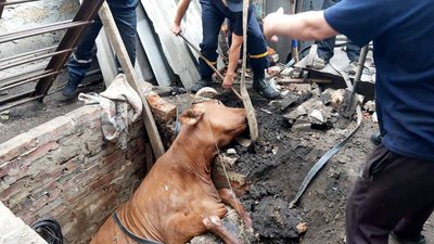 На Дніпропетровщині надзвичайники визволили корову, яка провалилась у яму На Дніпропетровщині надзвичайники визволили корову, яка провалилась у яму