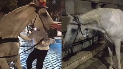 В Одесі покарають власника коня за жорстоке поводження з твариною