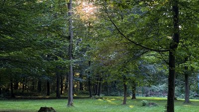 Ліс у Хмельницькій громаді